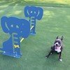 Dog N' Play Park Hurdle, Galvanized Steel